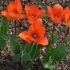 Tulipa Orange Emperor 'Fosteriana-Gruppe'
